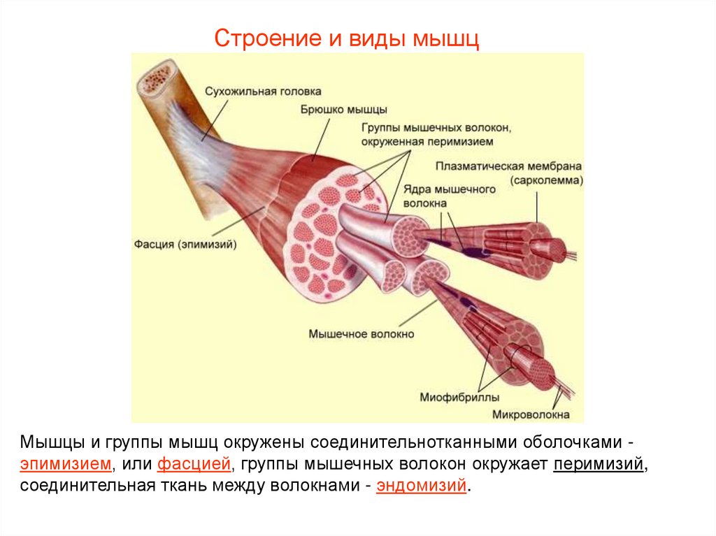 Строение скелетного мышечного волокна. Строение и структура мышечного волокна. Строение мышечной ткани скелетных мышц. Поперечно полосатое скелетное мышечное волокно. 5. Строение поперечно-полосатого мышечного волокна.