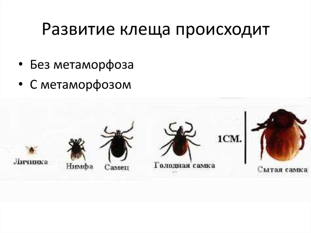 Сколько живет клещ в квартире. Цикл развития клеща энцефалитного. Цикл развития иксодового клеща. Стадии развития иксодового клеща. Клещи иксодовые фазы развития.