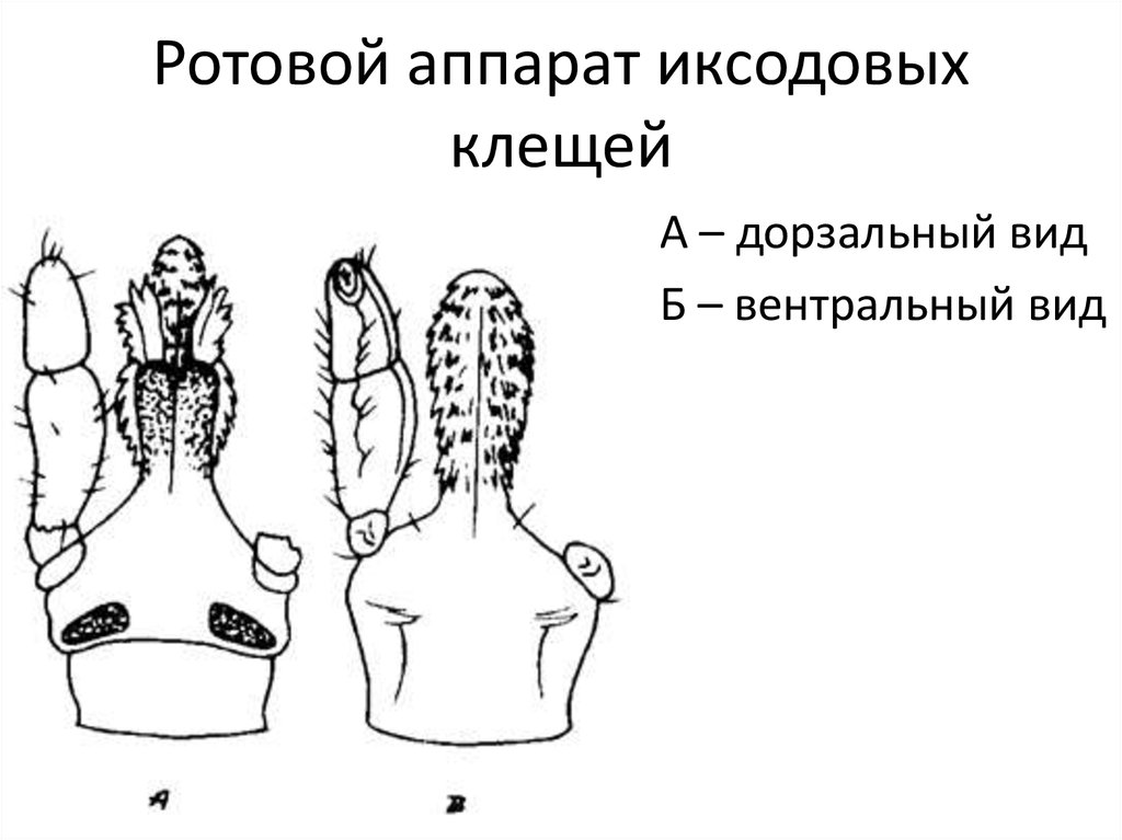 Ротовой аппарат таежного клеща рисунок