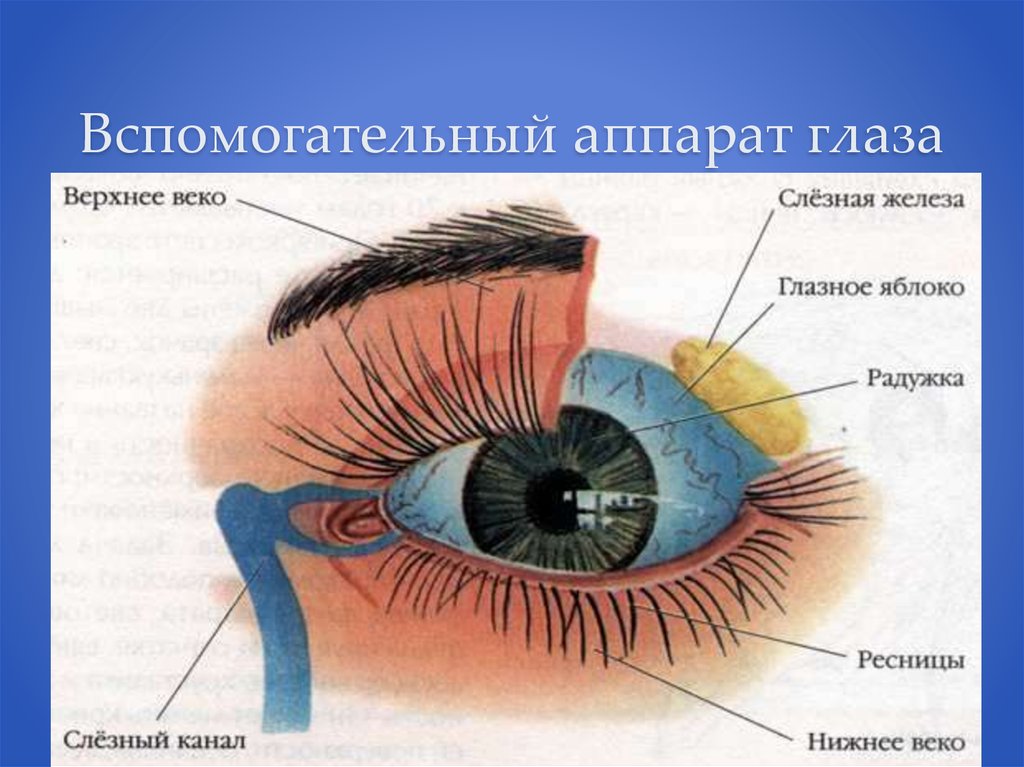 Вспомогательный аппарат глаза