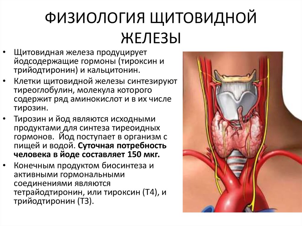 Щитовидная железа биология 8. Эндокринная функция щитовидной железы физиология. Тиреоидные гормоны щитовидной железы физиология. Щитовидная железа гормоны и функции анатомия. Гормоны щитовидной железы и их функции физиология.