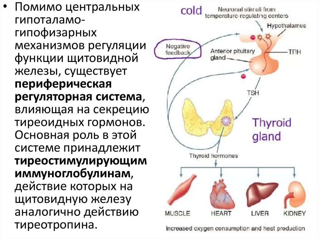 Влияние железа на печень. Гипоталамо гипофизарная система и щитовидная железа. Гипоталамо-гипофизарная регуляция гормонов щитовидной железы. Регуляция функции щитовидной железы. Гипоталамо-гипофизарной регуляции функции щитовидной железы.