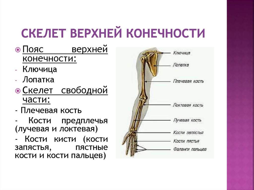Какой отдел скелета образует кости. Скелет пояса верхних конечностей. Отделы скелета верхней конечности. Верхние конечности отдела отдела скелета. Скелет плечевого пояса и свободной верхней конечности.