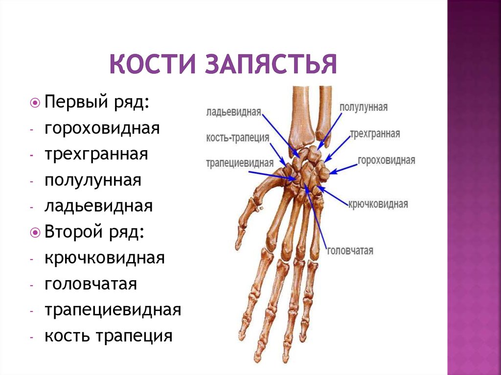 Сколько костей имеет. Строение кисти гороховидная кость. Кости лучезапястного сустава анатомия. Кисть строение анатомия костей. Лучезапястный сустав анатомия строение.