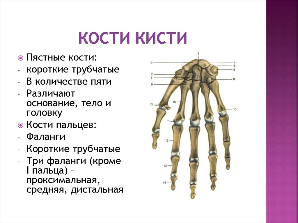 Кость запястья тип кости. Кисть строение анатомия костей. Анатомия кисти кости запястья. Анатомия 3 пястной кости. Кости запястья анатомия человека.