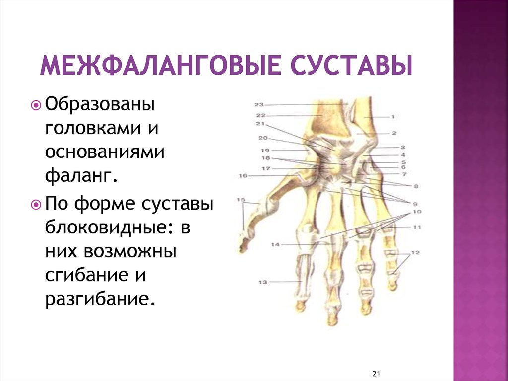 Фаланги пальца тип соединения. Межфаланговые суставы кисти анатомия. Проксимальные межфаланговые суставы. Пястно-фаланговые суставы сочленения. Межфаланговые суставы анатомия.