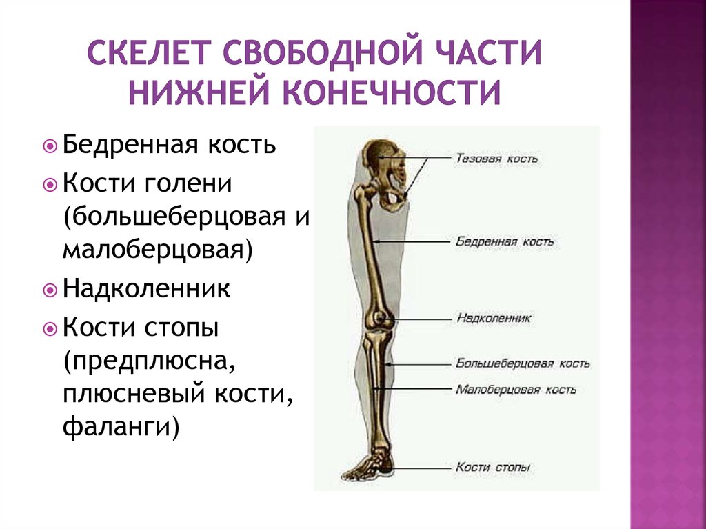 Костный скелет свободной нижней конечности. Анатомия костей нижних конечностей человека.