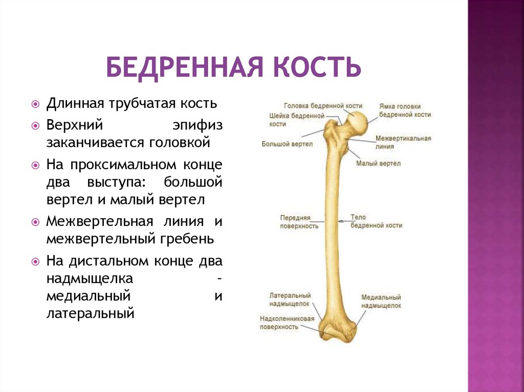 Бедренная отдел скелета. Бедро строение анатомия кости. Бедренная кость анатомия кратко. Строение бедренной кости человека анатомия. Строение бедренной кости описать.