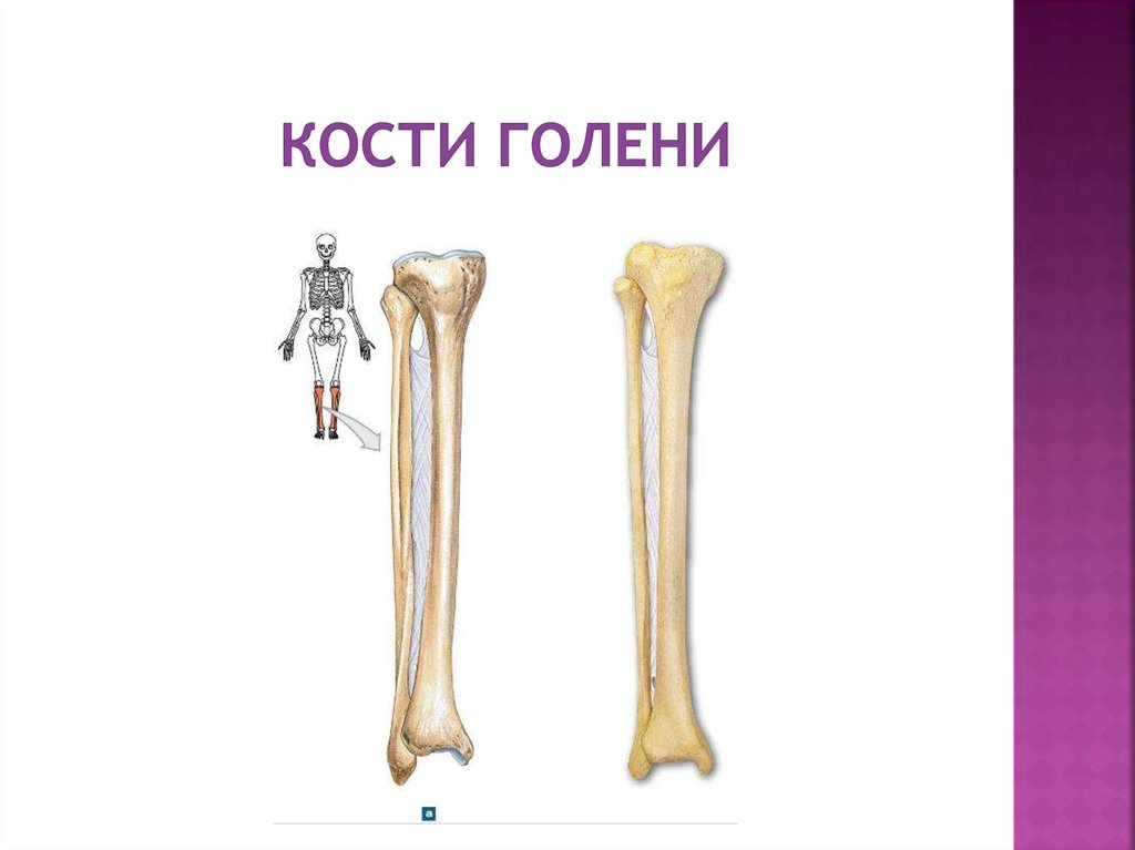 Кости голени соединения. Большеберцовая кость на скелете. Большая берцовая кость анатомия. Большеберцовая кость голени.