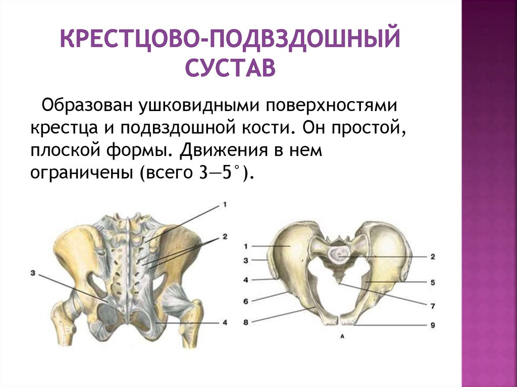 Соединение лобковых костей. Крестцово-подвздошный сустав образован. Крестцово-подвздошный сустав плоский. Крестцово-подвздошный сустав функции. Кости образующие крестцово-подвздошный сустав.