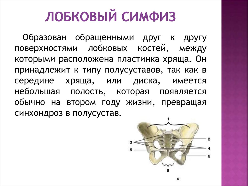 Тип сочленения тазовых костей. Лобковый симфиз лобковая кость. Лобковый симфиз сустав. Лобковый симфиз соединение костей. Лобковый симфиз анатомия характеристика.