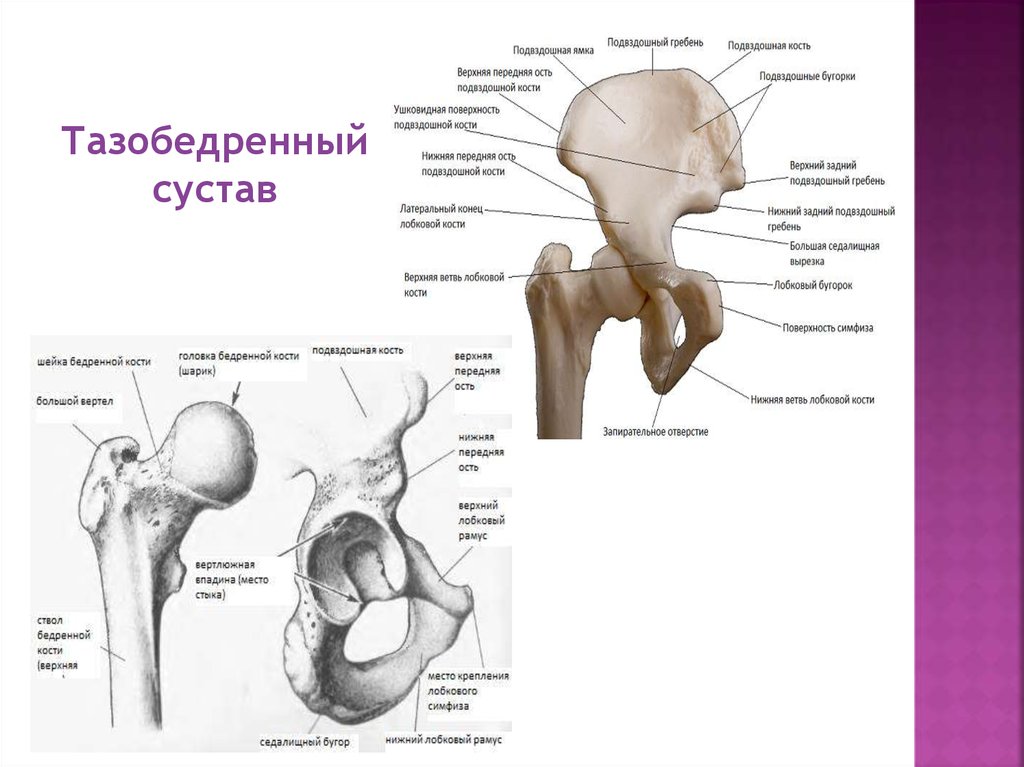 Нижняя подвздошная кость. Подвздошная кость анатомия человека. Лонная кость анатомия. Ветвь седалищной кости анатомия. Лобковая кость анатомия строение.