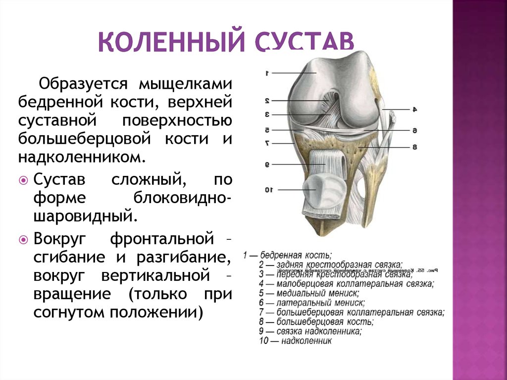 Виды костей строение суставов. Суставные поверхности костей, образующих коленный сустав. Коленный сустав кости образующие движения. Суставные поверхности коленного сустава. Коленный сустав анатомическая характеристика.