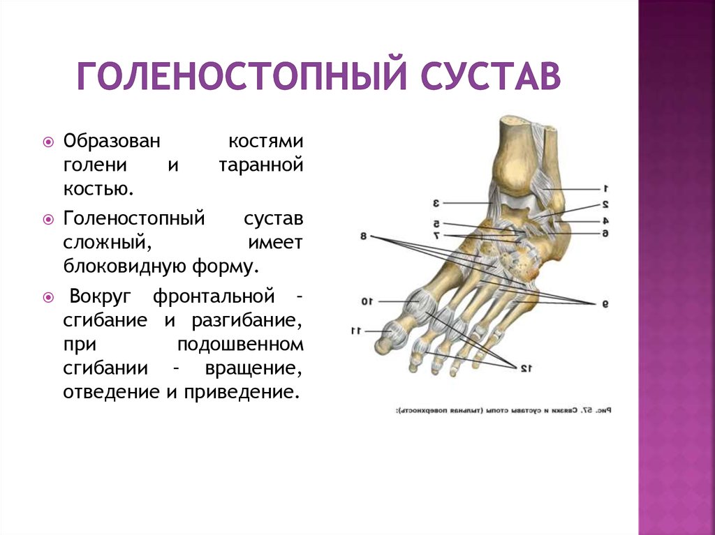 Какое строение имеют кости. Кости образующие голеностопный сустав. Голеностопный сустав анатомия строение. Строение голеностопа кости. Строение костей голеностопного сустава.