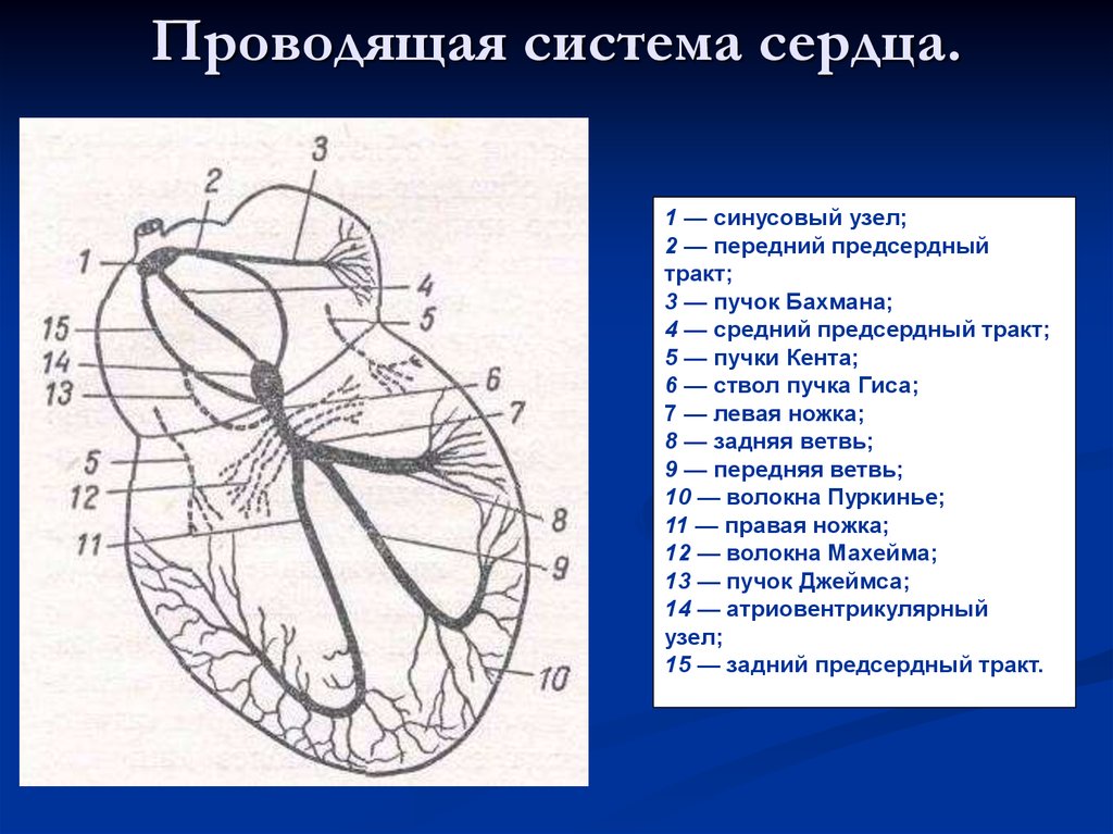 Сердечный указать. Схема проводящей системы сердца. Схематическое изображение проводящей системы сердца. Основные структуры проводящей системы сердца. Зарисовать схему проводящей системы сердца.