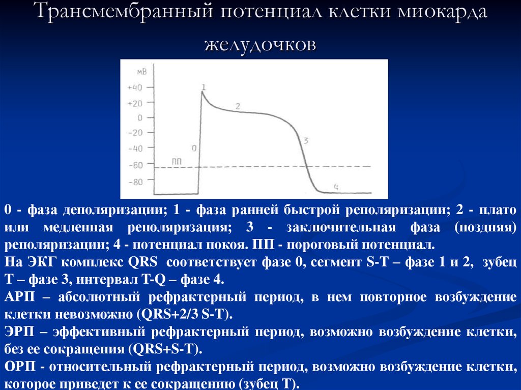 Потенциал клетки. Потенциал действия клетки рабочего миокарда. Фазы потенциала действия клетки миокарда. Мембранный потенциал клеток миокарда. Фазы потенциала действия миокарда.