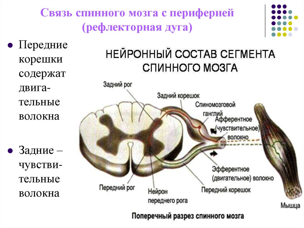 Передние и задние рога сегментов спинного