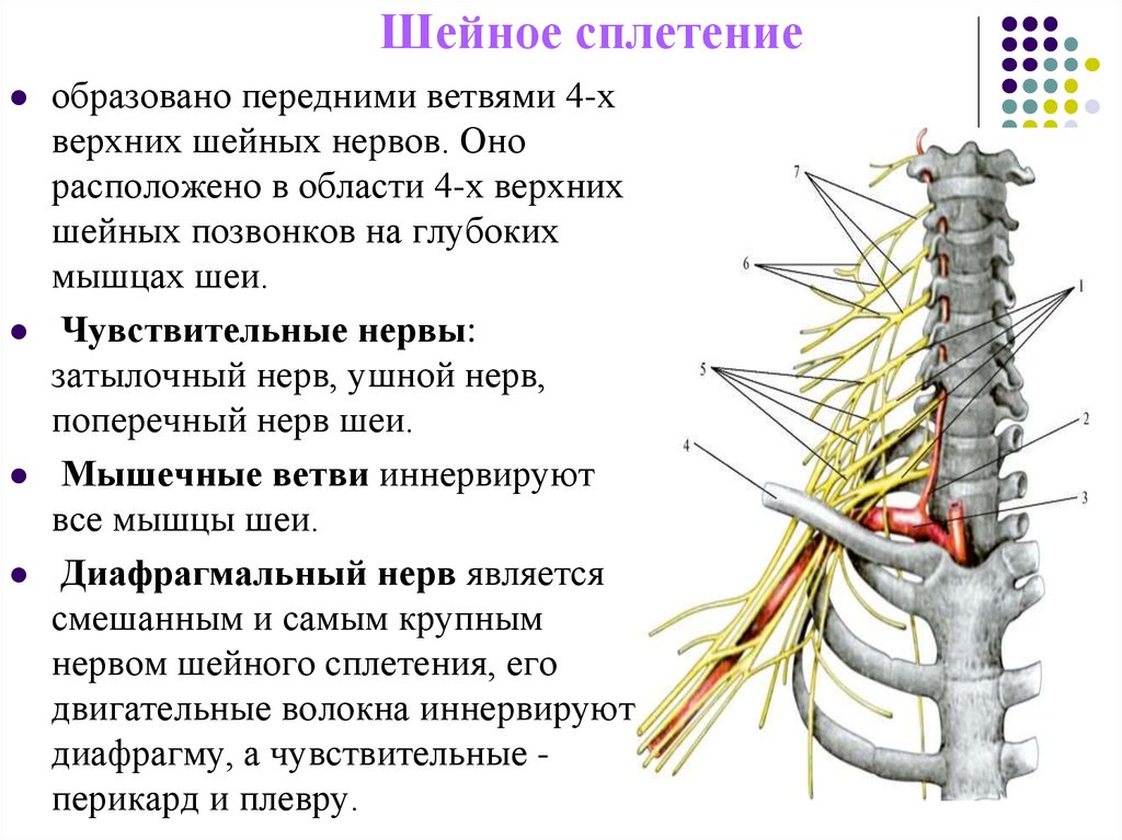 Строение спинного нерва. Схема строения шейного сплетения вид спереди. Шейное сплетение его топография нервы области иннервации. Диафрагмальный нерв шейного сплетения. Области иннервации нервов шейного сплетения.