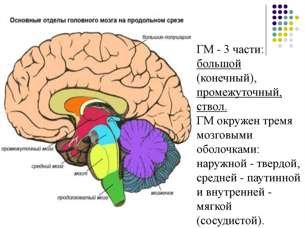 Функции большого полушария переднего мозга