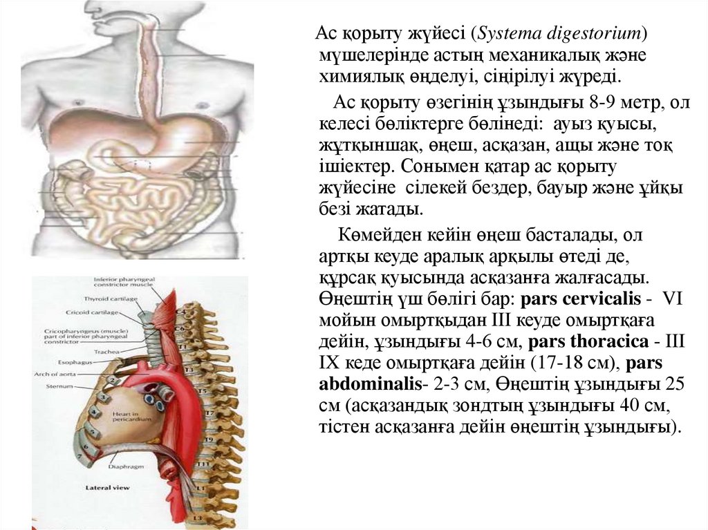 Ішек анатомиясы презентация