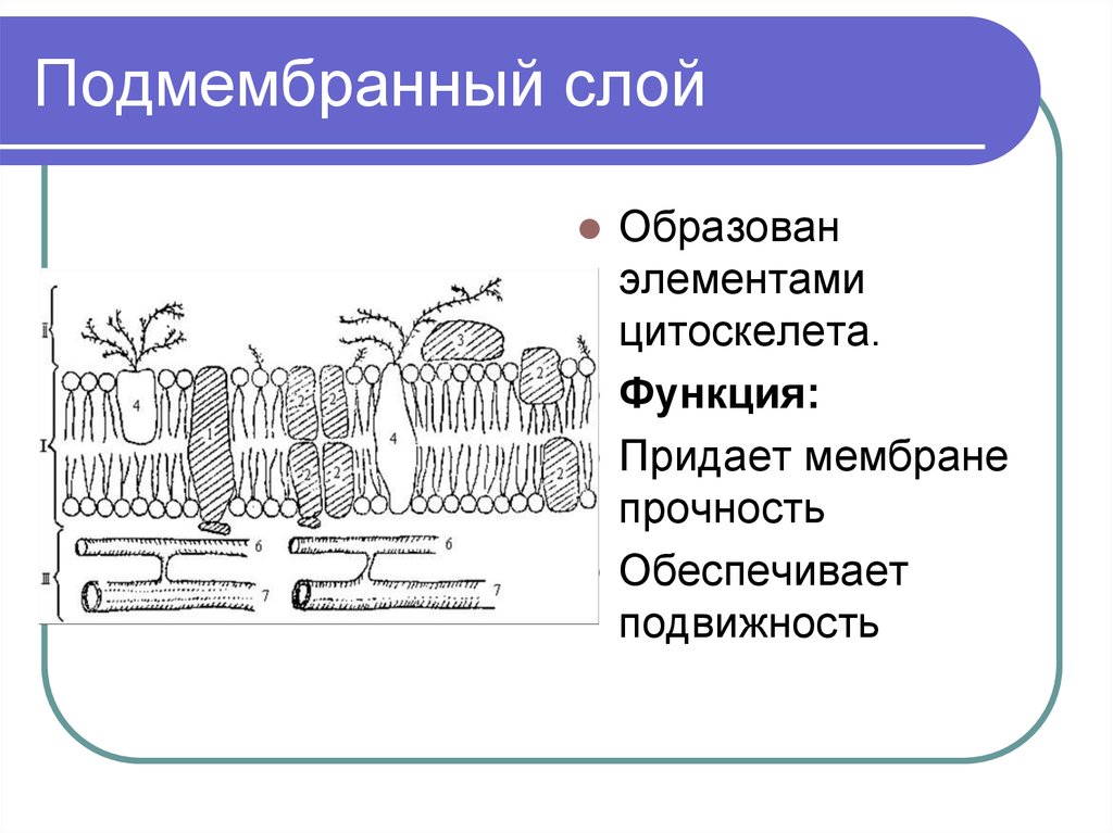 Схема плазмолеммы гистология