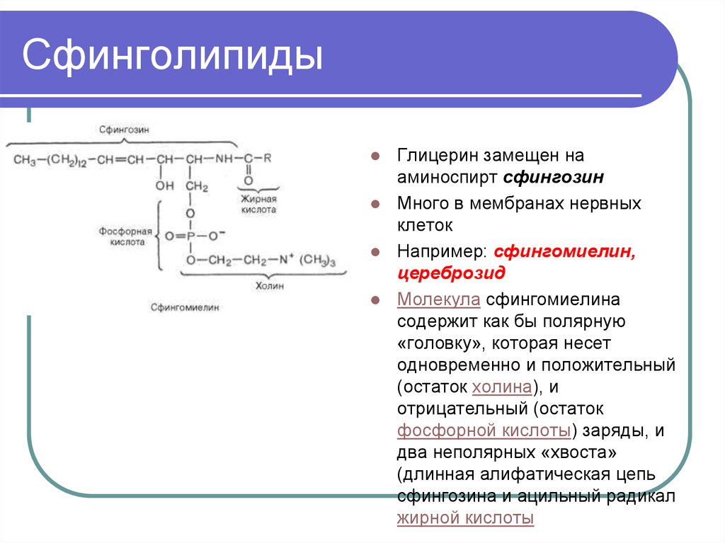 Структура глицерофосфатов и сфинголипидов. Сфинголипиды сфингозин. Сфинголипиды строение. Сфинголипиды строение и биологическая роль. Структура сфинголипидов биохимия.