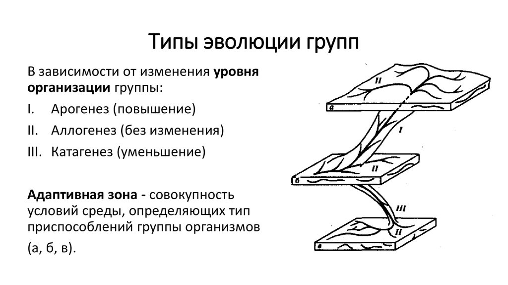 Арогенез аллогенез катагенез презентация