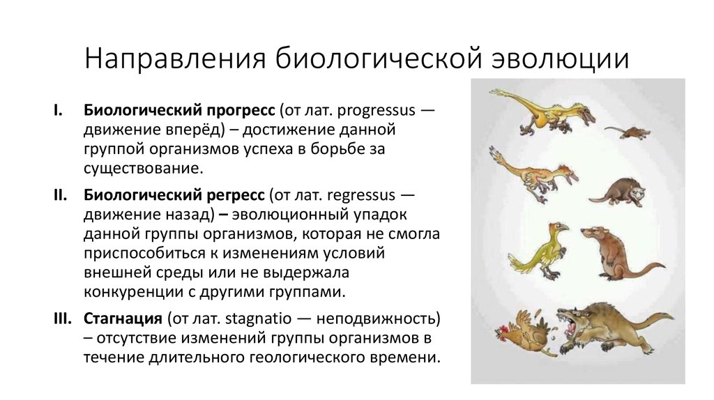 В эволюционном плане более прогрессивным является