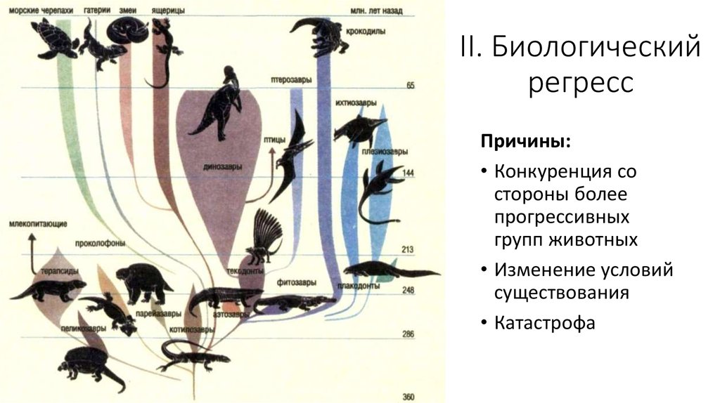 Эволюция птиц схема