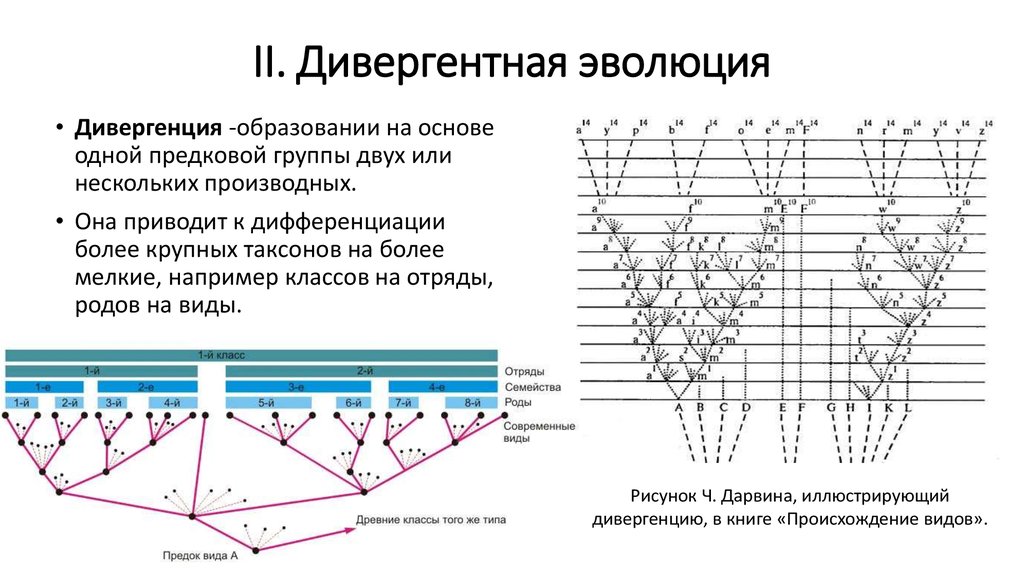 На рисунке представлена схема видообразования по ч дарвину какой эволюционный процесс