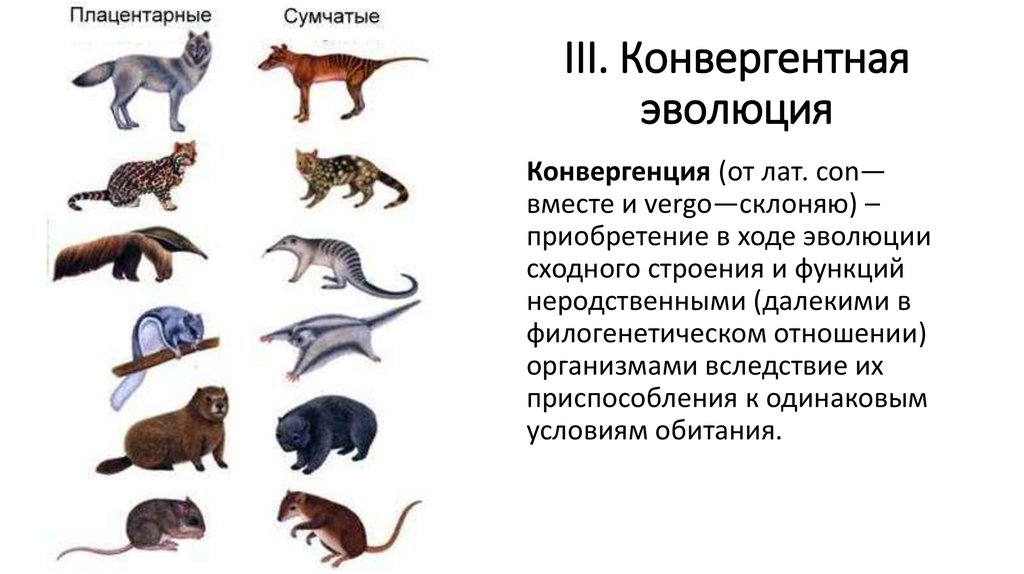 Внешнее сходство. Конвергенция и дивергенция в биологии. Примеры дивергенции в биологии. Дивергенция биология Эволюция. Дивергенция примеры животных.