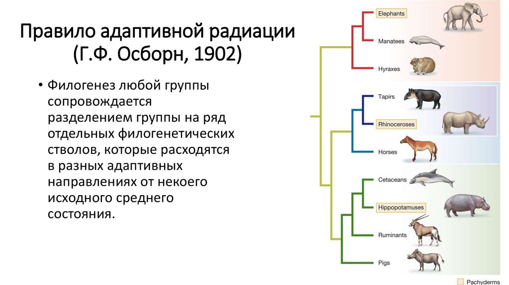 Эволюция млекопитающих схема