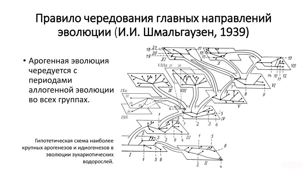 Определите какой эволюционный процесс изображен на схеме