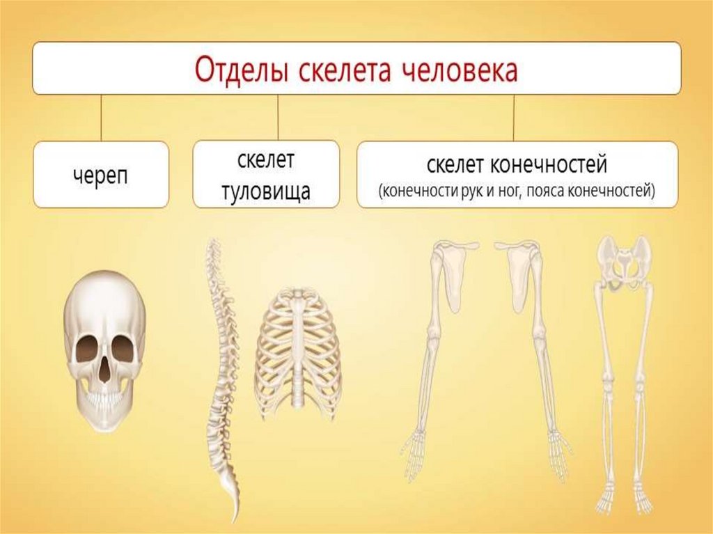 Отдел скелета череп особенности строения функции. Отделы скелета. Скелет человека. Соединения костей осевого скелета. Отделы скелета конечностей.
