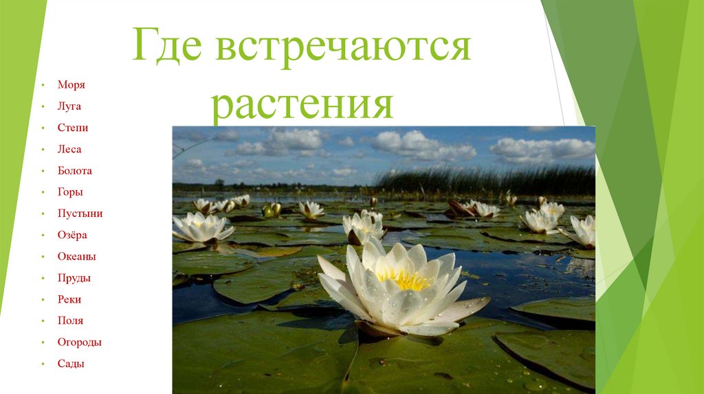 Над где встречается. Где встречаются растения. Где растения нельзя встретить. Где можно встретить растения.