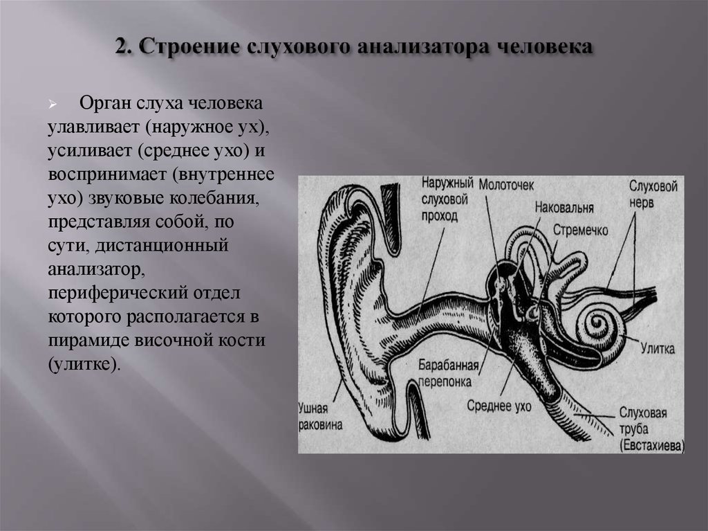 Органом слуха человека является. Анализаторы человека строение уха. Графологическое строение слухового анализатора. Слуховой анализатор строение анализатор строение. Схема рецепторного отдела слухового анализатора.