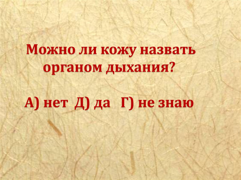 Первая кожа. Можно ли кожу назвать органом дыхания. Кожу называют органом чувств так как она. Можно ли кожу назвать органом дыхания 3 класс. Можно ли кожу назвать органом дыхания 3 класс окружающий мир.