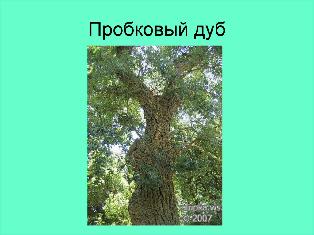 Деревянистый стебель. Пробковый дуб в Ялте. Стебель дуба деревянистый. Стебель дуба деревянистый или травянистый. Дуб травянистый деревянистый.