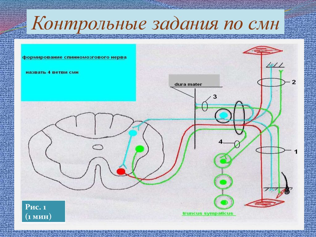 Контрольные задания по смн