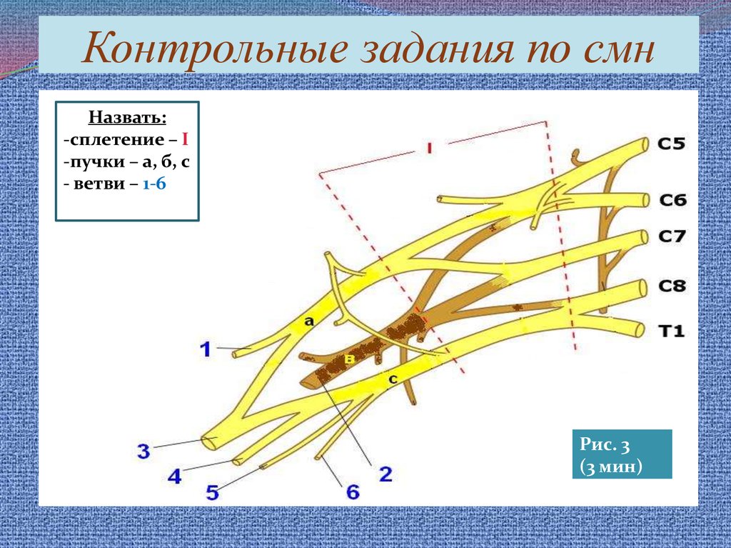 Сплетения периферической нервной. Сплетения смн. Периферическая нервная система смн. Ветви смн. Спинномозговые нервы задние и передние ветви.