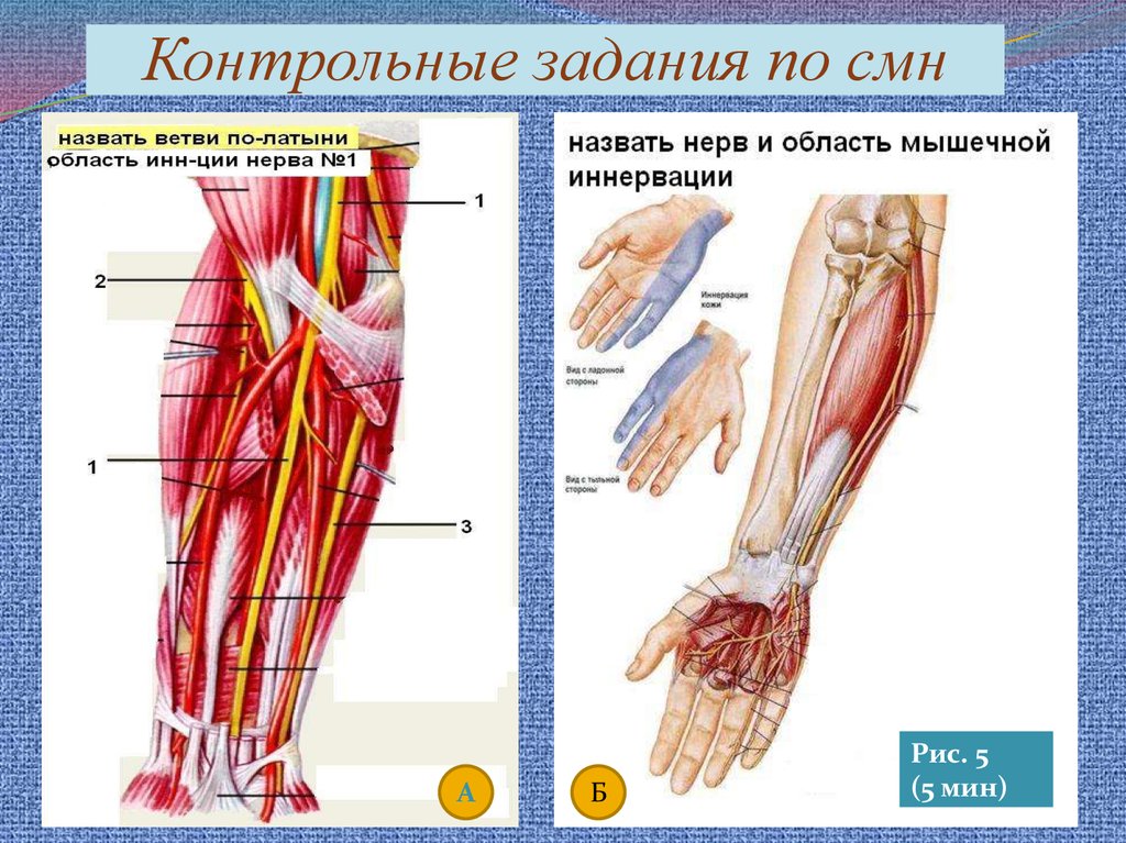 Нервом называется. Назвать нерв и область мышечной иннервации. Смн нервы. Иннервация смн. Иннервация смн руки.