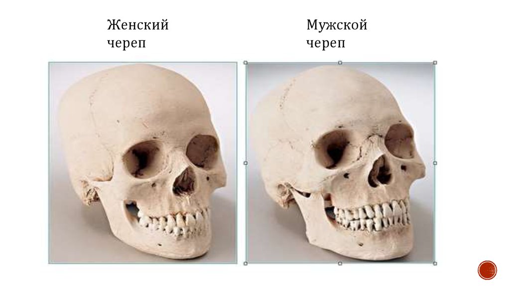 Кто жена черепа ответ картинка