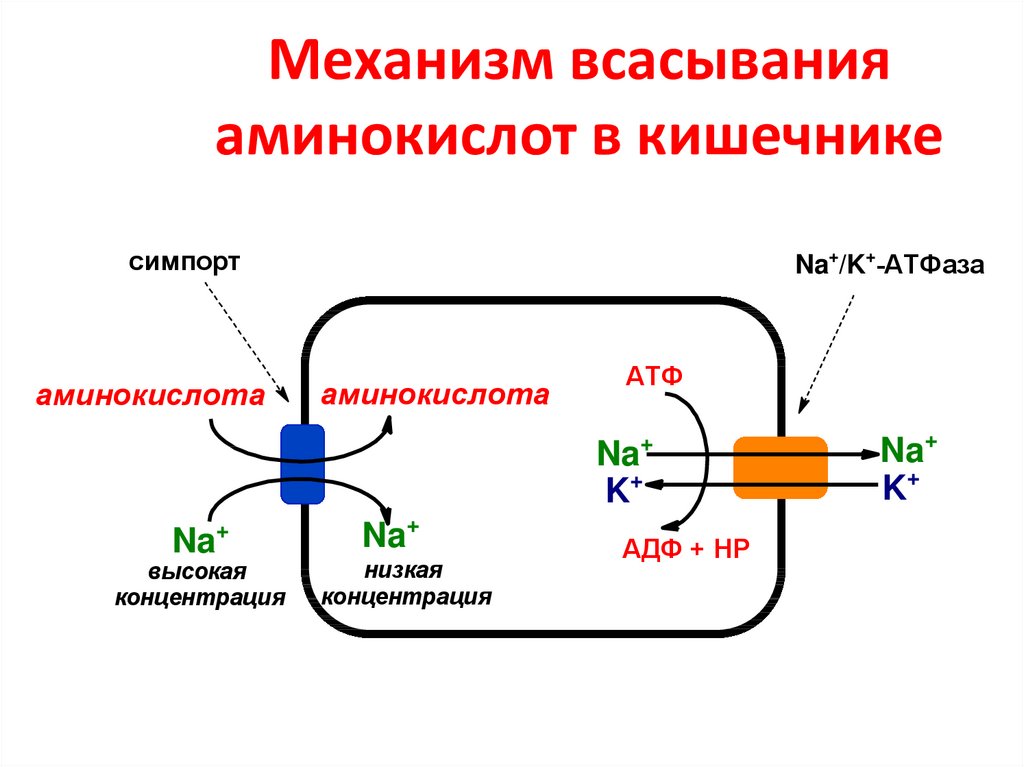 Доставка аминокислоты. Схема всасывания аминокислот в кишечнике. Механизмы всасывания в кишечнике. Механизм всасывания аминокислот биохимия.