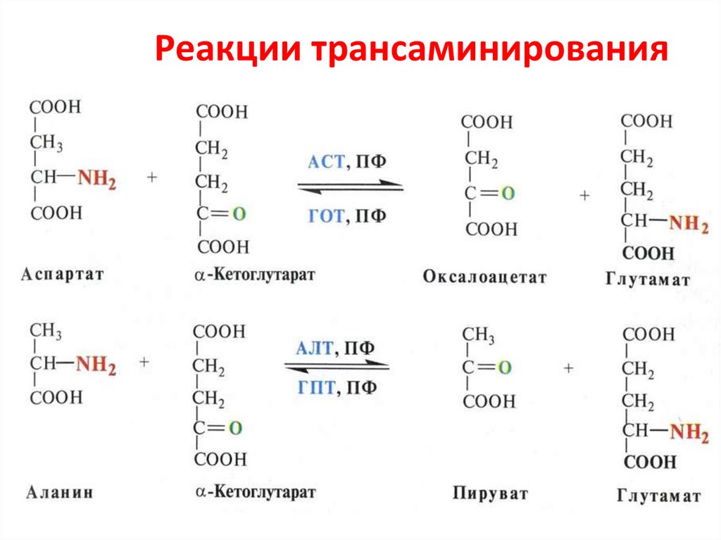 Изобразите схему образования биполярных ионов на примере аланина серина