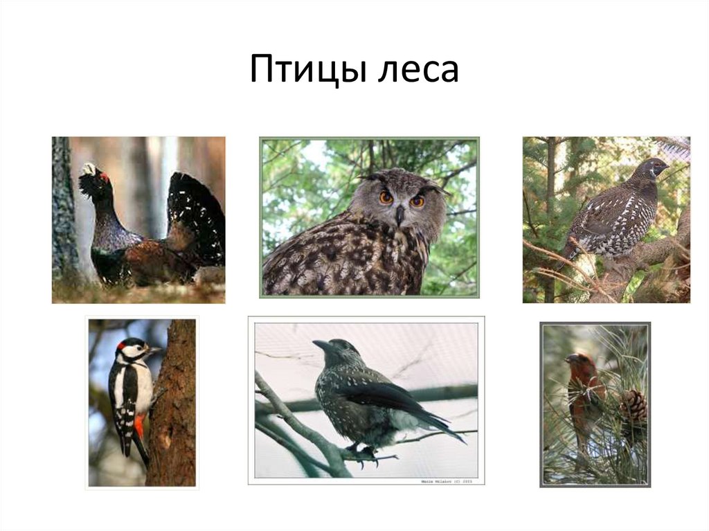 Птицы леса фото с названиями