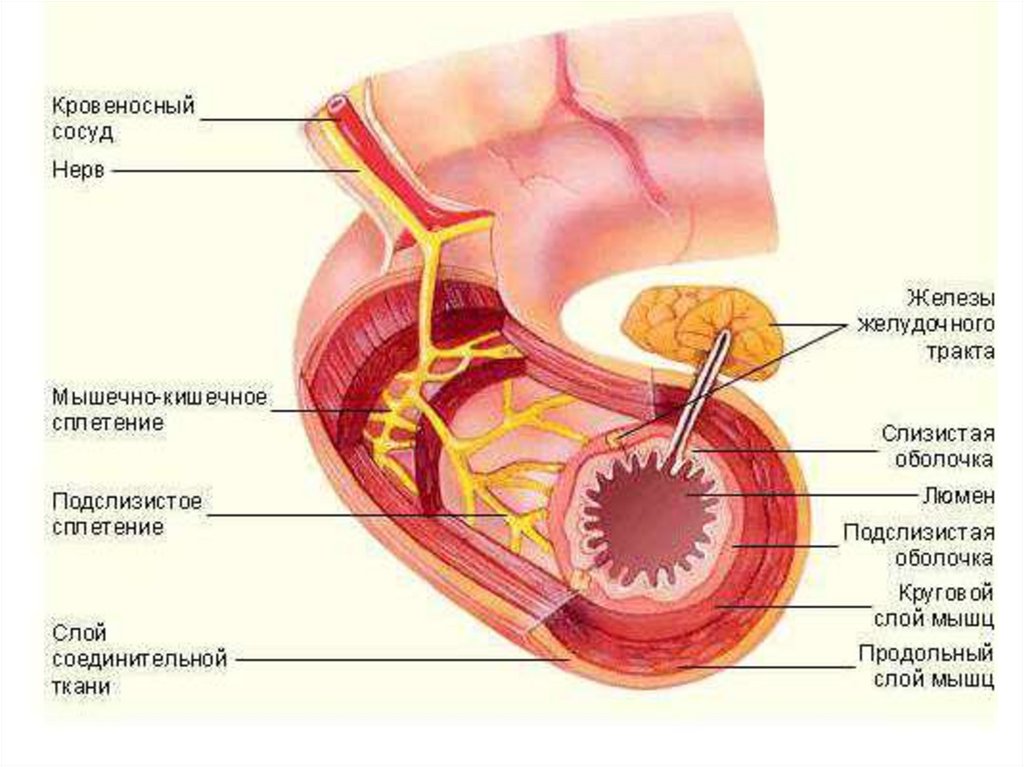 Слизистая оболочка пищеварительного канала