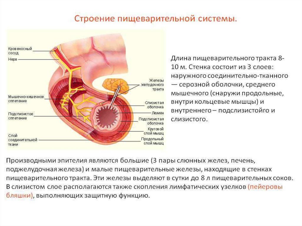 Общий план строения желудочно кишечного тракта