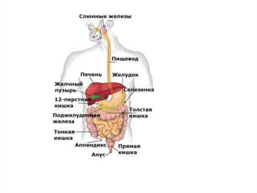 Какие железы в пищеводе. Расположение органов пищеварения. Строение пищеварительной системы человека. Расположение органов пищеварения у человека. Схема расположения органов пищеварительной системы человека.