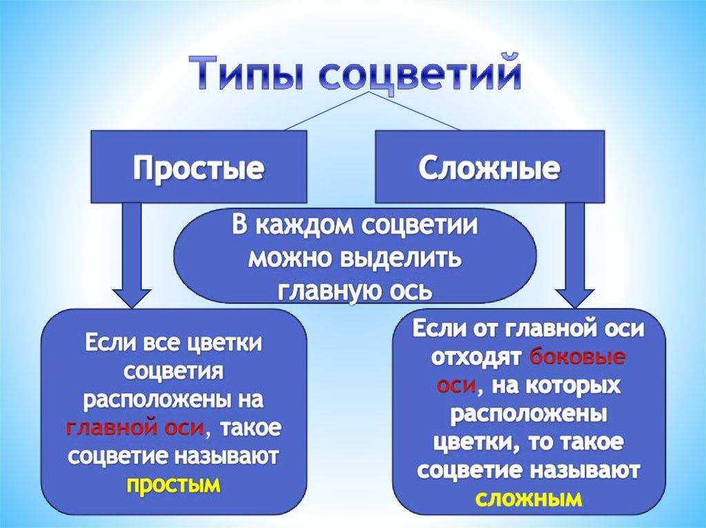 Презентация на тему соцветия 6 класс биология