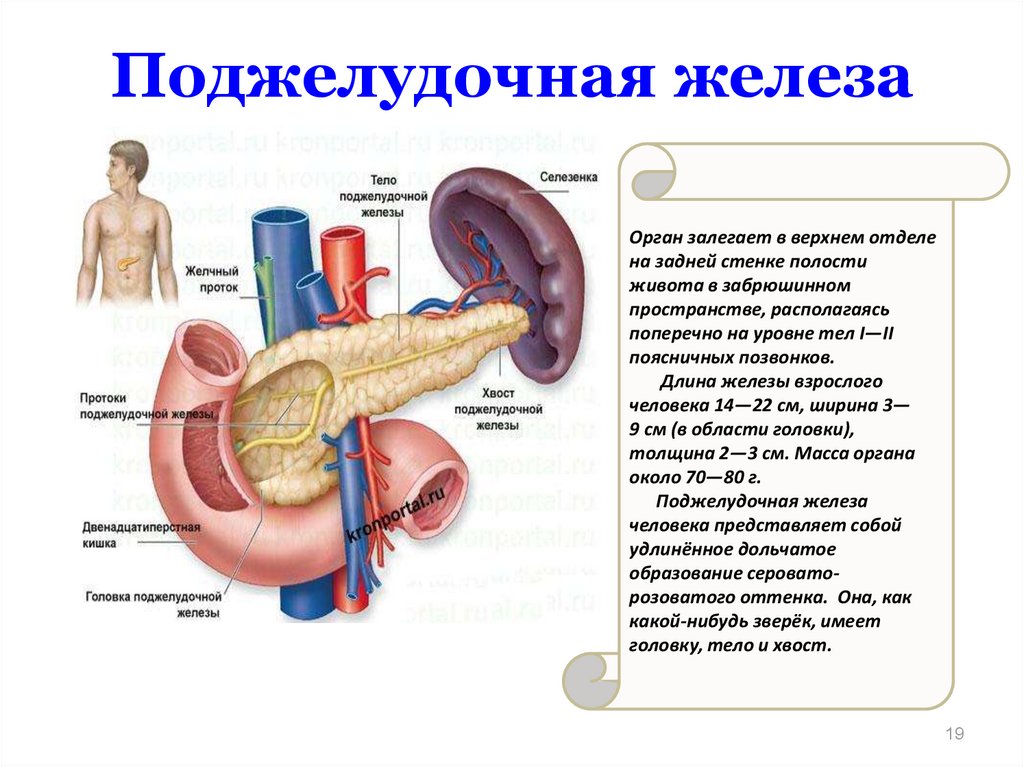 Селезенка первый. Анатомия человека поджелудочная железа расположение. Расположение поджелудочной железы в организме человека схема. Поджелудочная железа расположение симптомы. Внутренние органы человека схема поджелудочная железа.